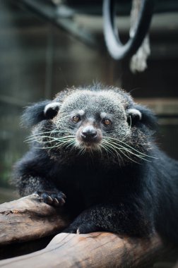Binturong
