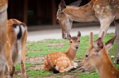 Bebek geyik ve annesinin.