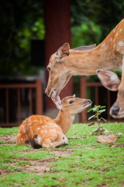 Bebek geyik ve annesinin.