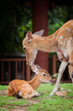 Bebek geyik ve annesinin.