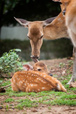 Bebek geyik ve annesinin.
