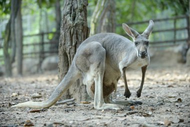 kanguru