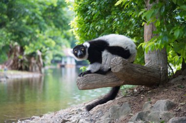 siyah-beyaz yakalı lemur