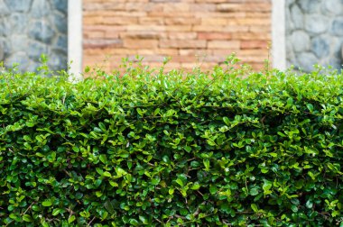 Yeşil çalılar ve tuğla duvar desenli arka plan