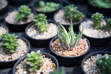 kaktüs küçük tencerede