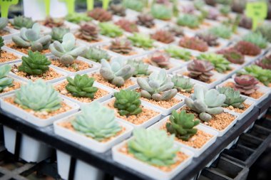 kaktüs küçük tencerede