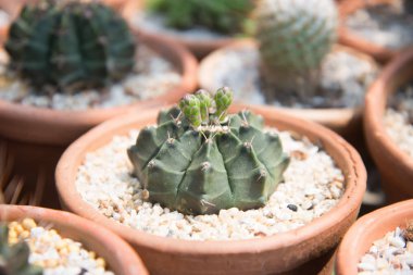 kaktüs küçük tencerede