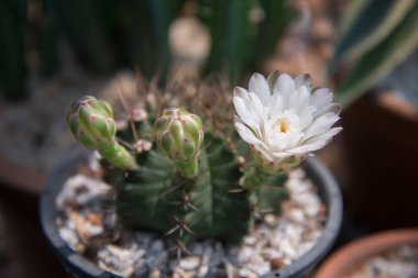 kaktüs küçük tencerede