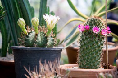 kaktüs küçük tencerede