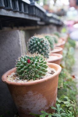 kaktüs küçük tencerede