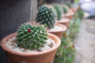 kaktüs küçük tencerede