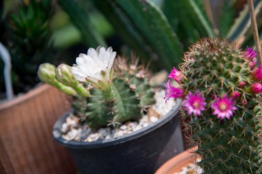 kaktüs küçük tencerede