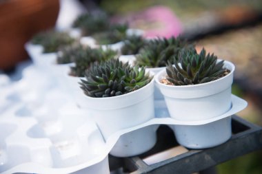 kaktüs küçük tencerede