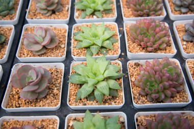 kaktüs küçük tencerede