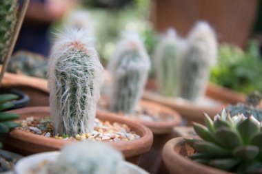 kaktüs küçük tencerede