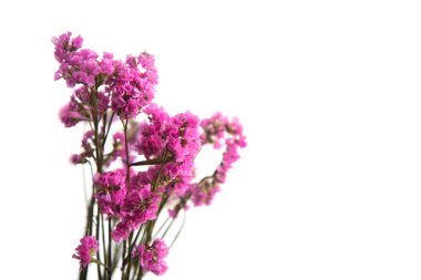 Fuchsia kuru çiçeği. 