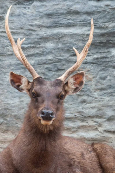 Sambar deer — Stock Photo, Image