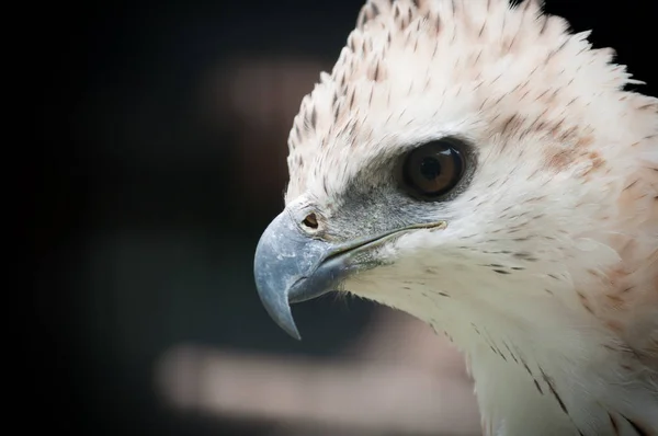 hawk-eagle eye