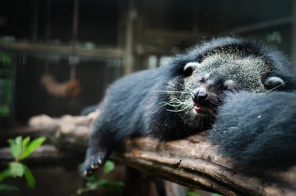 Binturong. — Fotografia de Stock