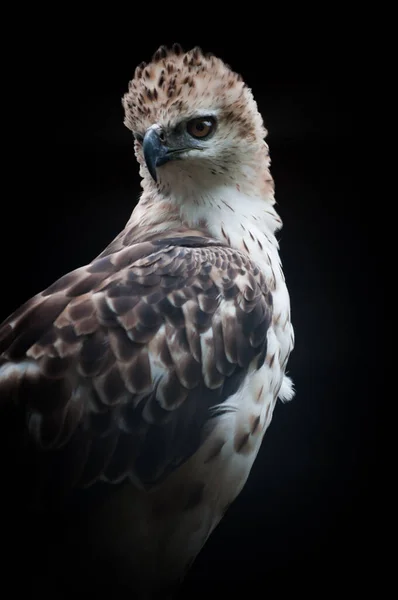 Wechselhafter Falkenadler — Stockfoto