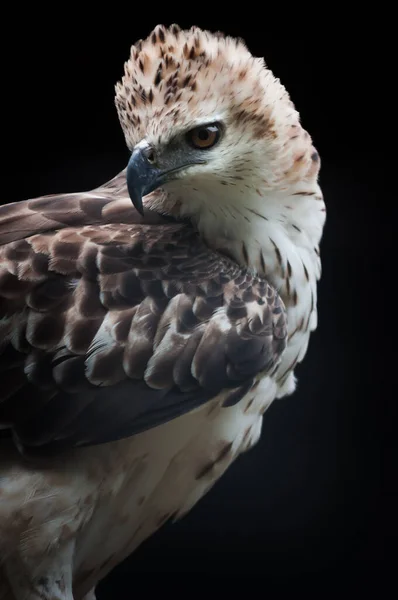 Veranderlijk hawk eagle — Stockfoto
