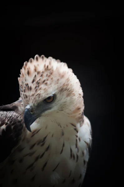 Змінна hawk орел — стокове фото