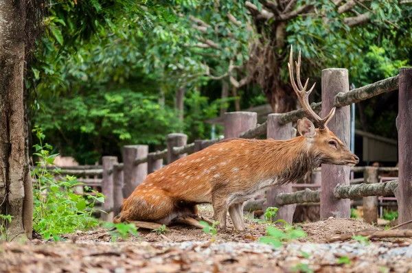 Male saka deer — Stock Photo, Image