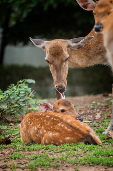 Baby herten en mama 's — Stockfoto