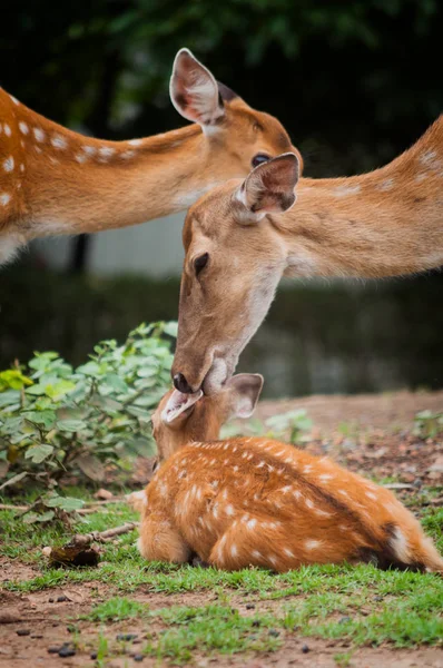 Baby herten en mama 's — Stockfoto