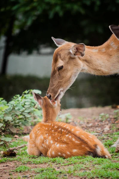 Bébé cerf et maman — Photo