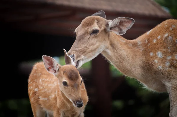 赤ちゃん鹿とお母さんの — ストック写真