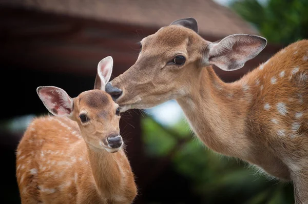 Bebek geyik ve annesinin. — Stok fotoğraf
