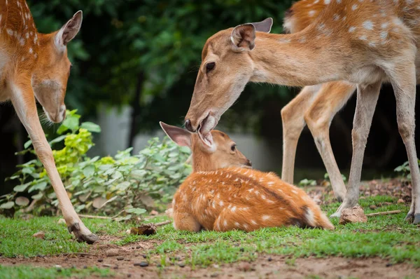 Baby herten en mama 's — Stockfoto