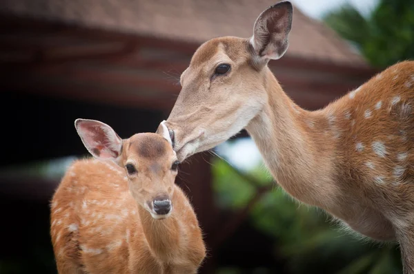 Baby herten en mama 's — Stockfoto