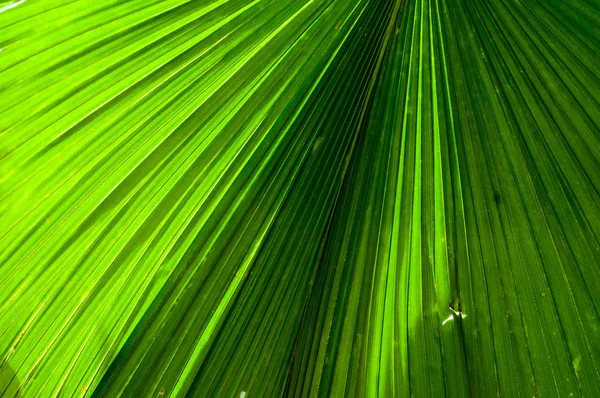 Hoja de ciruela — Foto de Stock