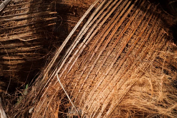 Osłonka palmowa — Zdjęcie stockowe