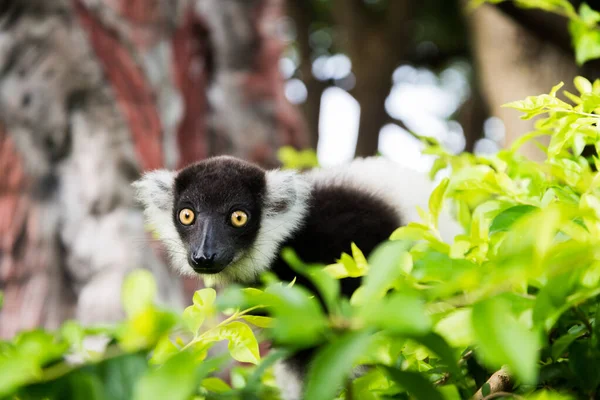 Černobílý načechraný lemur — Stock fotografie
