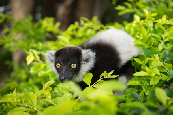 Czarno-biały rudy lemur — Zdjęcie stockowe