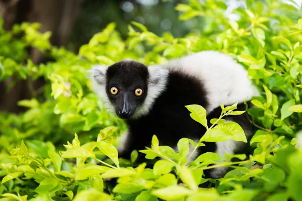 Czarno-biały rudy lemur — Zdjęcie stockowe