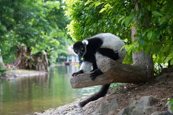 검고 흰 목도리여우원숭이 — 스톡 사진