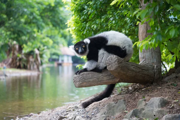 黑白相间的毛狐猴 — 图库照片