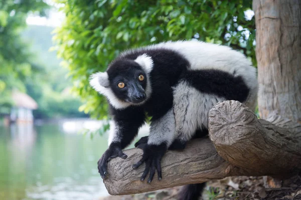 Svart-vit rufsig lemur — Stockfoto