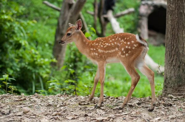 Deer — Stock Photo, Image