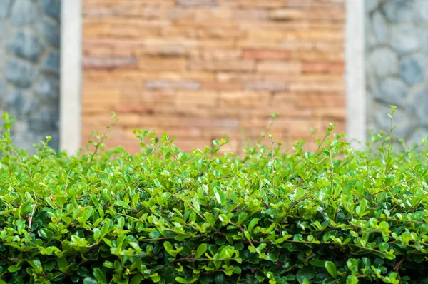 Зелені кущі та фон цегляної стіни — стокове фото