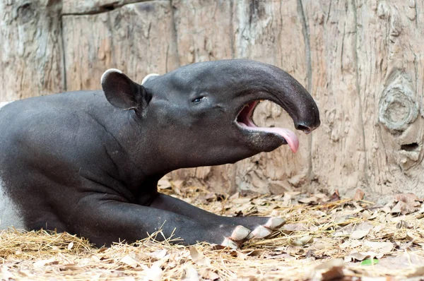 Tapir — Stok fotoğraf