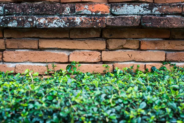 Brick wall with bush — Stock Photo, Image