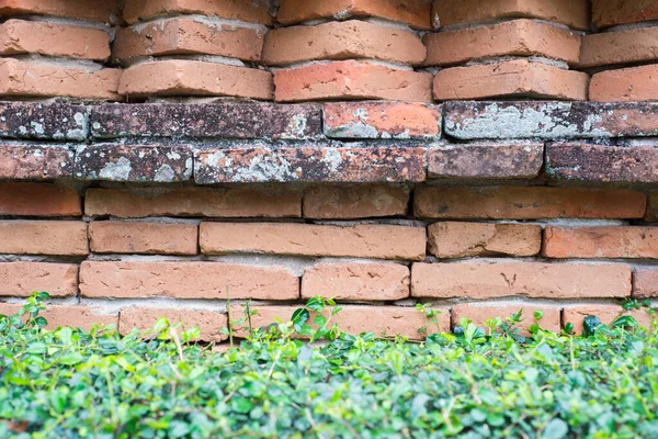 Brick wall with bush — Stock Photo, Image