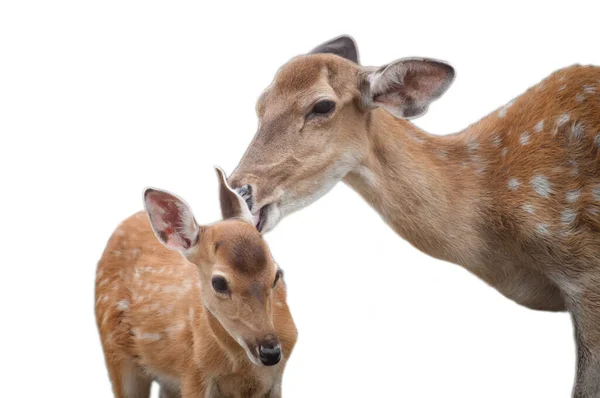 Veado bebê e da mãe — Fotografia de Stock