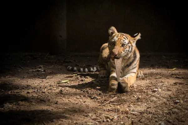 stock image bengal tiger