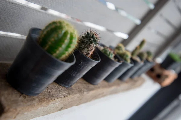 Kaktusz cserepben — Stock Fotó